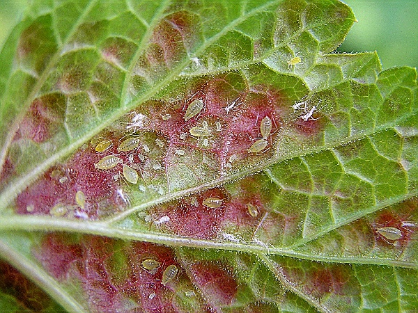 m&scaron;ice makov&aacute; - spodn&iacute; strana listu ryb&iacute;zu (foto Jaroslav Rod)