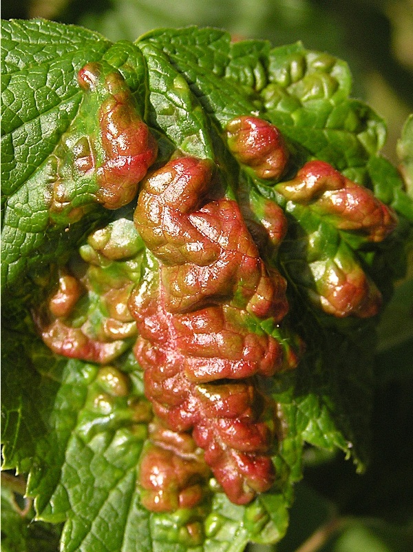 m&scaron;ice ryb&iacute;zov&aacute; - vrchn&iacute; strana listu ryb&iacute;zu (foto Jaroslav Rod)
