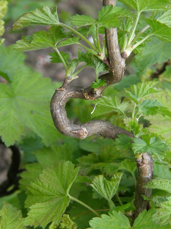 m&scaron;ice srstkov&aacute; - deformovan&yacute; letorost ryb&iacute;zu (foto Jaroslav Rod)