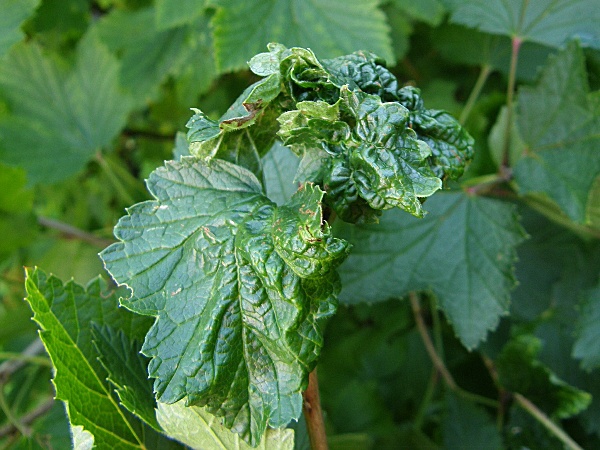 m&scaron;ice srstkov&aacute; - deformovan&yacute; vegetačn&iacute; vrchol ryb&iacute;zu (foto Jaroslav Rod)