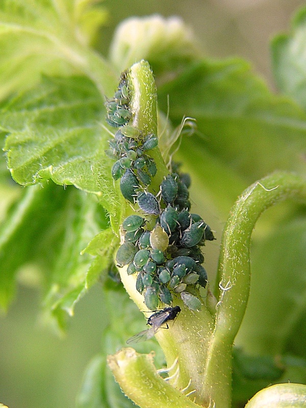m&scaron;ice srstkov&aacute;  (foto Jaroslav Rod)