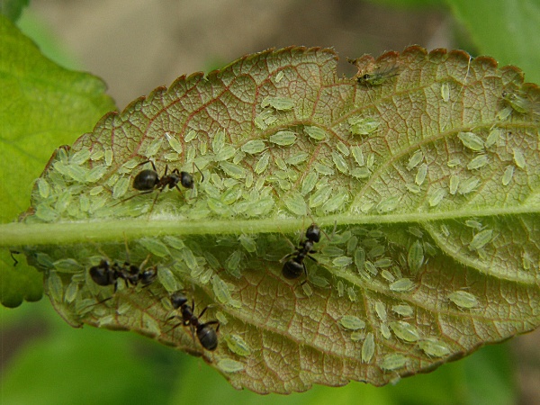 m&scaron;ice &scaron;vestkov&aacute; - spodn&iacute; strana slivoně (foto Jaroslav Rod)