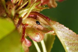 M&scaron;ice tře&scaron;ňov&aacute;