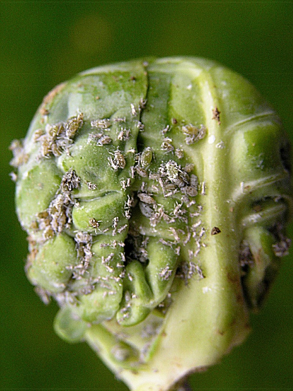 m&scaron;ice zeln&aacute; - růžičkov&aacute; kapusta (foto Jaroslav Rod)