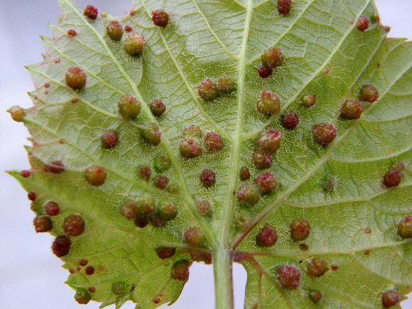 m&scaron;ička r&eacute;vokaz - h&aacute;lky na spodn&iacute; straně listu (foto Jaroslav Rod)