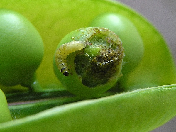 obaleč hrachov&yacute; (foto Jaroslav Rod)