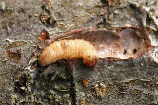 Larva obaleče jablečn&eacute;ho