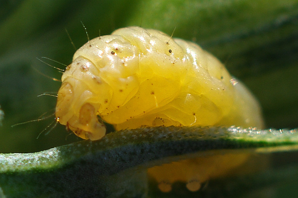 Detail hlavov&eacute; č&aacute;sti (foto&copy;Josef Pozděna)