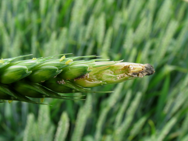 Po vyžr&aacute;n&iacute; obilek zůst&aacute;vaj&iacute; jen obalov&eacute; vrstvy (foto&copy;Josef Pozděna)