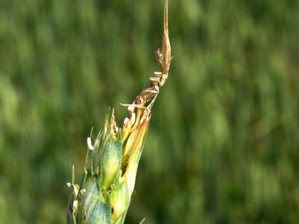 Po&scaron;kozen&iacute; velk&eacute; č&aacute;sti vrcholov&eacute; č&aacute;sti klasu (foto&copy;Josef Pozděna)