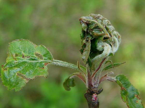 obaleč pupenov&yacute; - po&scaron;kozen&iacute; vegetačn&iacute;ho vrcholu jabloně (foto Jaroslav Rod)