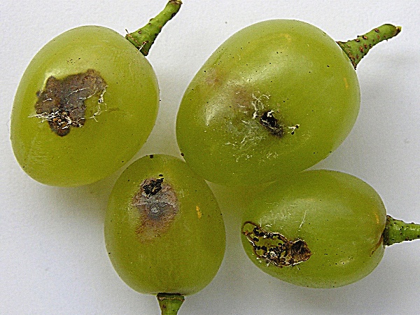 obaleč r&eacute;vov&yacute; - po&scaron;kozen&iacute; bobul&iacute; (foto Jaroslav Rod)