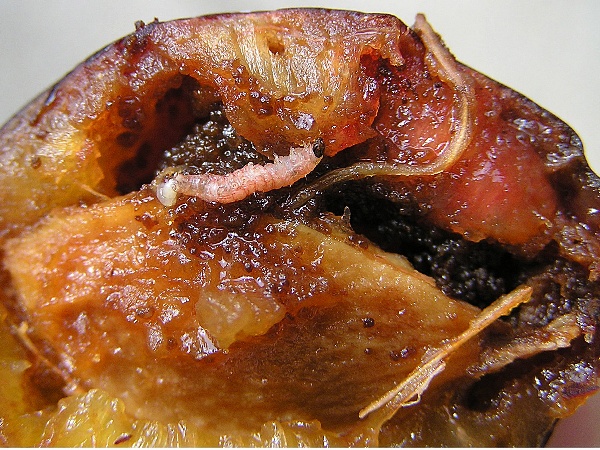 obaleč &scaron;vestkov&yacute; (foto Jaroslav Rod)