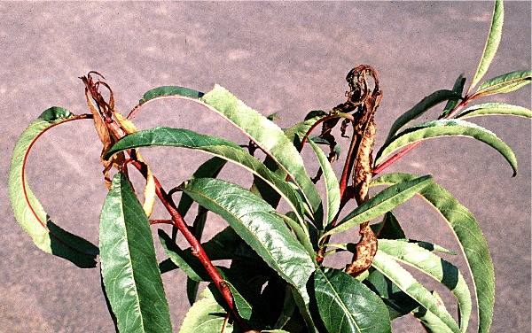 obaleč v&yacute;chodn&iacute; - po&scaron;kozen&iacute; letorostů broskvoně (foto Jaroslav Rod)