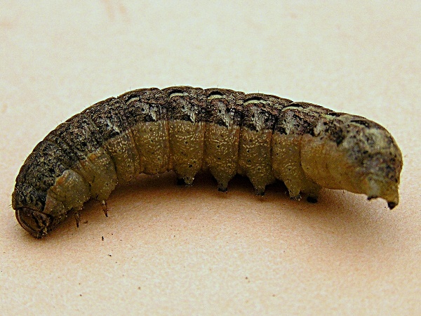 osenice poln&iacute; - housenka (foto Jaroslav Rod)