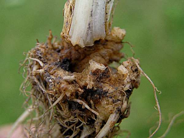 osenice poln&iacute; - po&scaron;kozen&iacute; celeru (foto Jaroslav Rod)