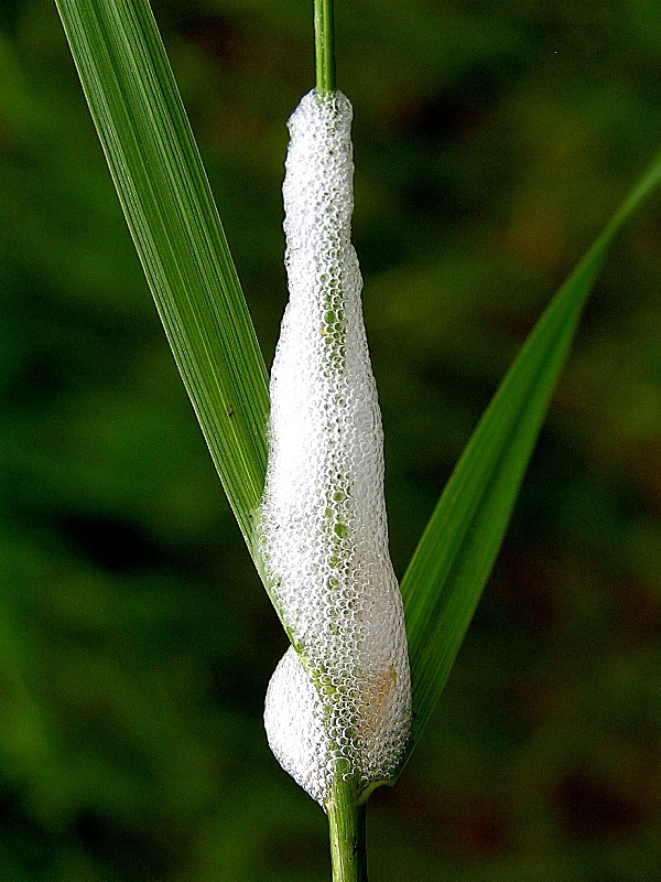 pěnodějka obecn&aacute; (foto Jaroslav Rod)