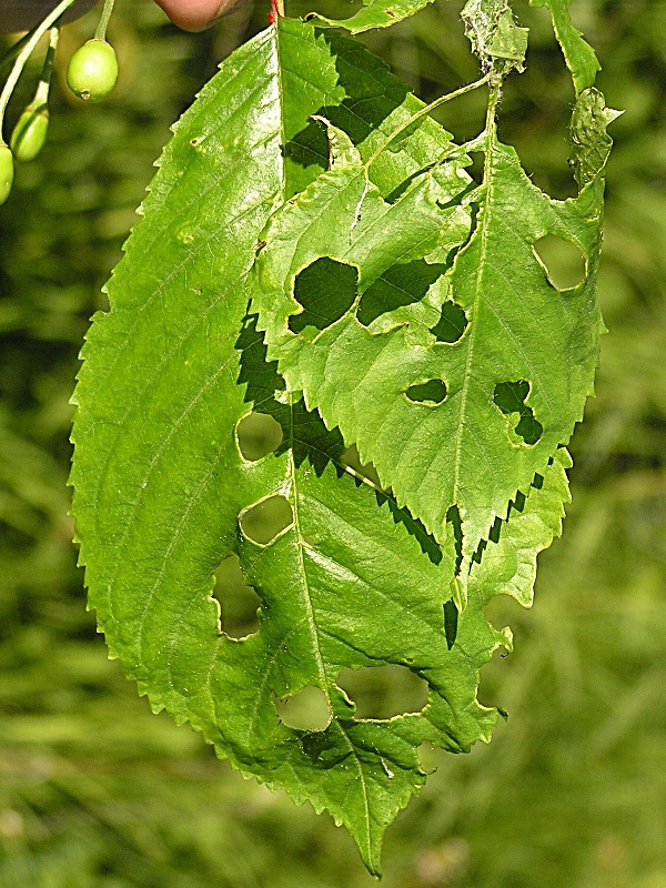 p&iacute;ďalka podzimn&iacute; - po&scaron;kozen&iacute; listů tře&scaron;ně (foto Jaroslav Rod)