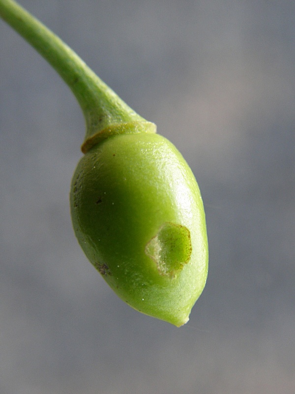 p&iacute;ďalka podzimn&iacute; - po&scaron;kozen&iacute; plůdku tře&scaron;ně  (foto Jaroslav Rod)