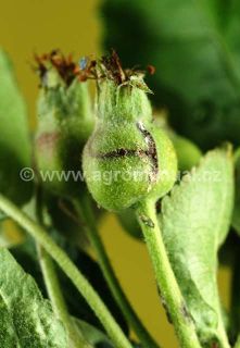 Po&scaron;kozen&yacute; plod