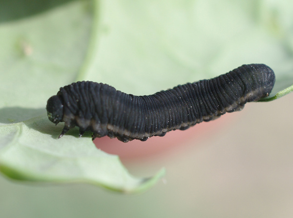 Na kůži jsou dobře viditeln&eacute; prstencovit&eacute; vr&aacute;sky (foto&copy;Josef Pozděna)