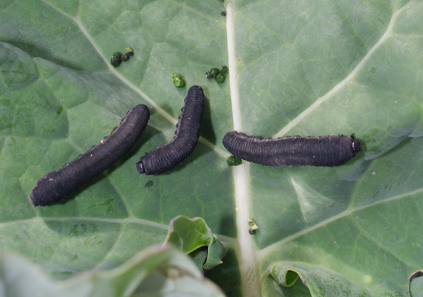 Spolu s&nbsp;pilatkou se na listech vyskytuje m&scaron;ice broskvoňov&aacute; (foto&copy;Josef Pozděna)