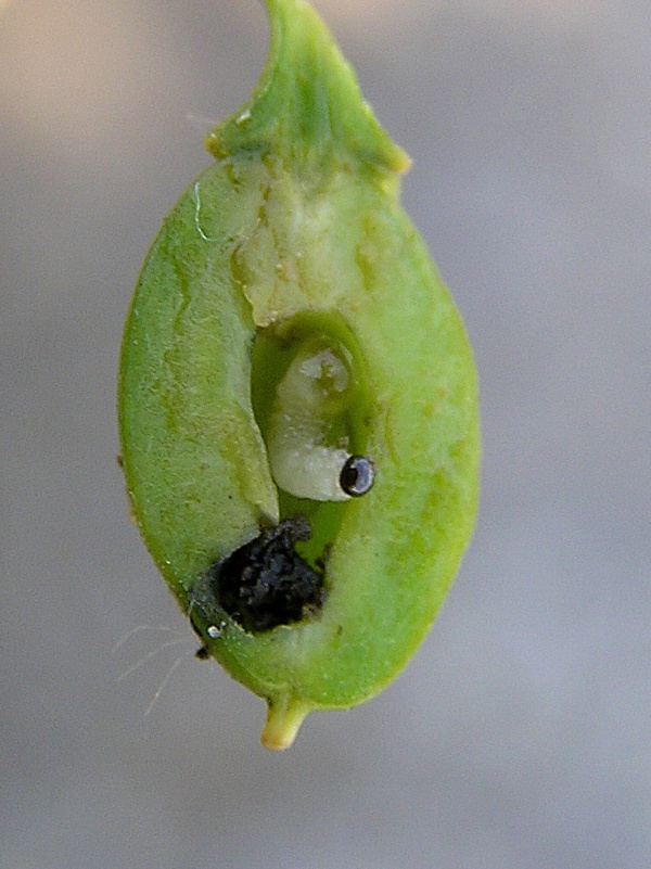 pilatka &scaron;vestkov&aacute; (foto Jaroslav Rod)