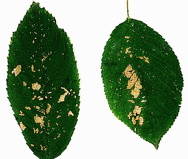 pilatka tře&scaron;ňov&aacute; - po&scaron;kozen&iacute; listů (foto Jaroslav Rod)