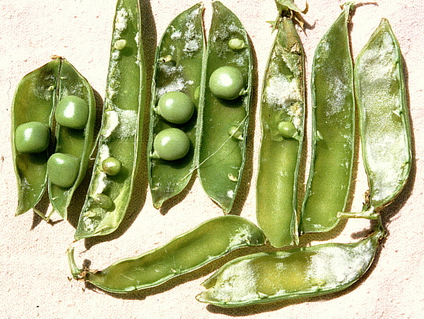 plodomorka hrachov&aacute;  (foto Jaroslav Rod)