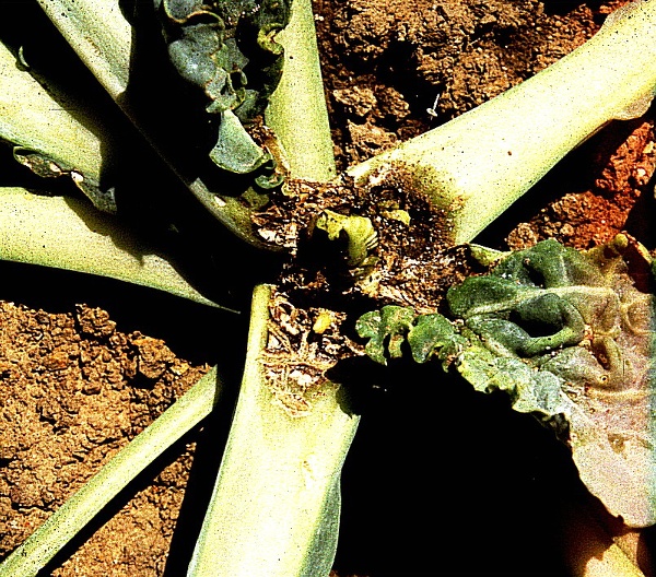 plodomorka zeln&aacute; - kapusta (foto Jaroslav Rod)