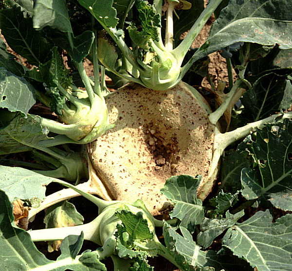 plodomorka zeln&aacute; - kedluben (foto Jaroslav Rod)