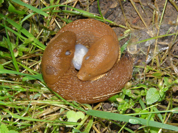 plži - kopuluj&iacute;c&iacute; plz&aacute;ci &scaron;paněl&scaron;t&iacute; (foto Jaroslav Rod)