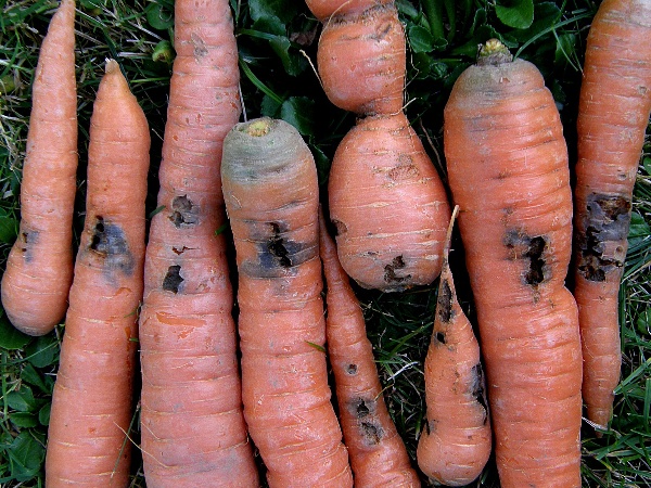 pochmurnatka mrkvov&aacute; - kořeny mrkve (foto Jaroslav Rod)