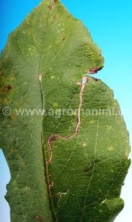 Po&scaron;kozen&iacute; listu podkopn&iacute;čkem ovocn&yacute;m