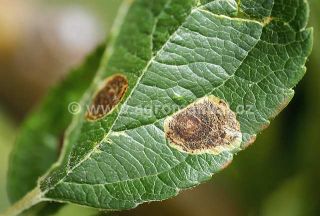 Po&scaron;kozen&iacute; listu podkopn&iacute;čkem spir&aacute;lov&yacute;m