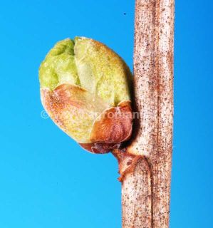 Vlnovn&iacute;k ryb&iacute;zov&yacute;