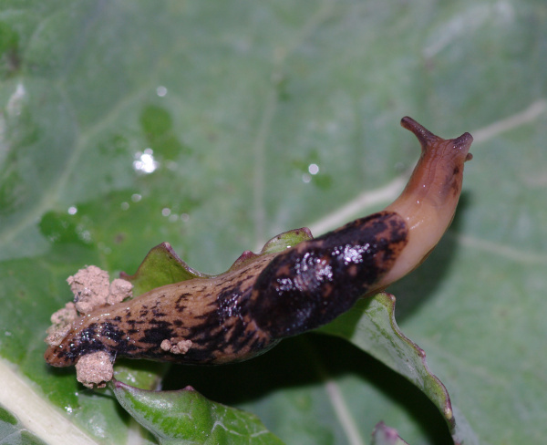 Slim&aacute;ček poln&iacute; (foto&copy;Josef Pozděna)