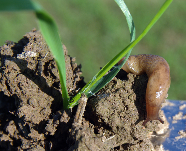 Slim&aacute;ček poln&iacute;, po&scaron;kozen&iacute; a&nbsp;sliz na rostlině (foto&copy;Josef Pozděna)