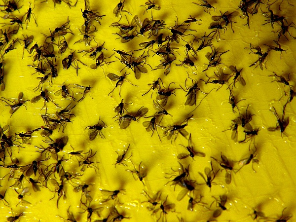 smutnice - dospělci na lepov&eacute; desce (foto Jaroslav Rod)