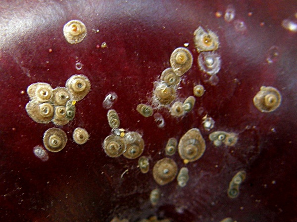 &scaron;t&iacute;tenka zhoubn&aacute; - plod slivoně (foto Jaroslav Rod)