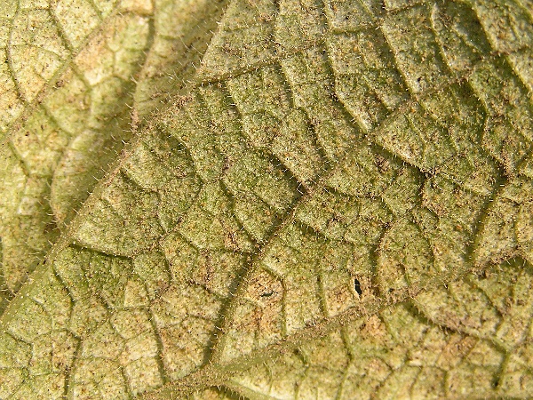 svilu&scaron;ka chmelov&aacute; - detail spodn&iacute; strany listu okurky (foto Jaroslav Rod)