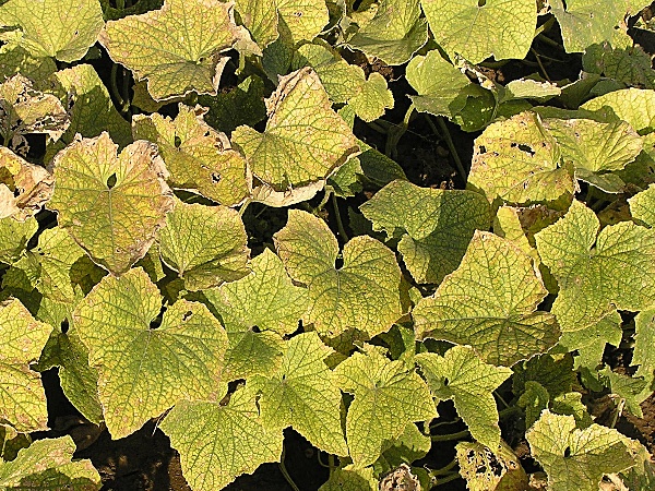 svilu&scaron;ka chmelov&aacute; - okurky (foto Jaroslav Rod)