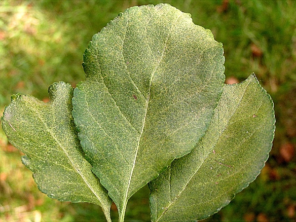 svilu&scaron;ka ovocn&aacute; - vrcn&iacute; strana listu jabloně  (foto Jaroslav Rod)