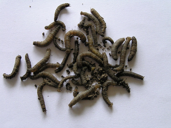 tiplice bahenn&iacute; - larvy (foto Jaroslav Rod)