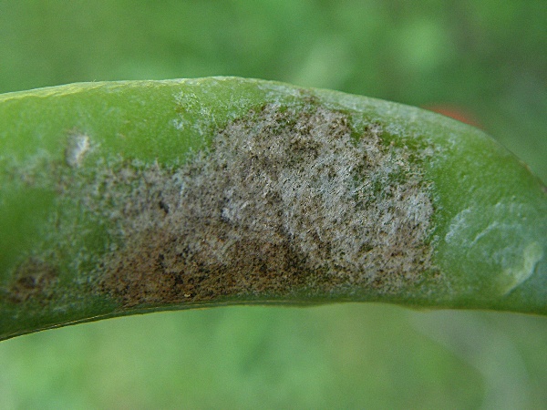 tř&aacute;sněnka hrachov&aacute; - po&scaron;kozen&iacute; lusku hrachu (foto Jaroslav Rod)