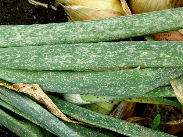tř&aacute;sněnka zahradn&iacute; - po&scaron;kozen&iacute; listů cibule (foto Jaroslav Rod)