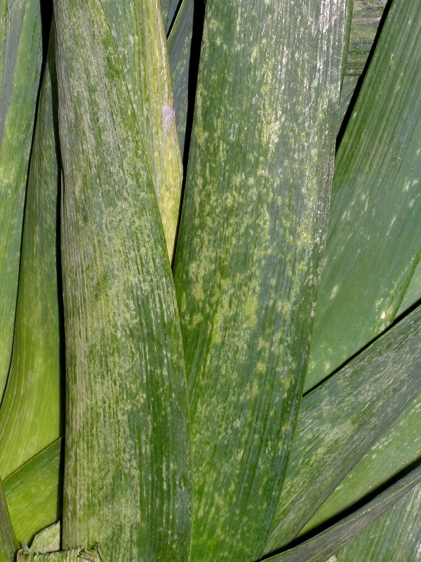 tř&aacute;sněnka zahradn&iacute; - po&scaron;kozen&iacute; listů p&oacute;ru (foto Jaroslav Rod)