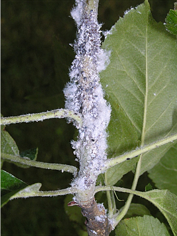 vlnatka krvav&aacute; - kolonie m&scaron;ic (foto Jaroslav Rod)