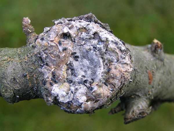 vlnatka krvav&aacute; - po&scaron;kozen&iacute; větve (foto Jaroslav Rod)