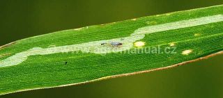 Minov&aacute;n&iacute; listu